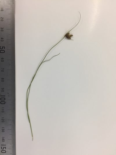 Carex colensoi, photographed by Matt Scott