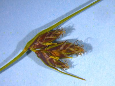 Carex colensoi, photographed by Matt Scott