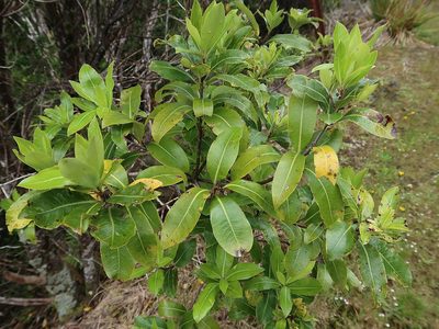Pittosporum colensoi, photographed by Duncan Cunningham