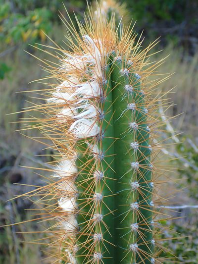 Pilosocereus curtisii, photographed by Don Loarie
