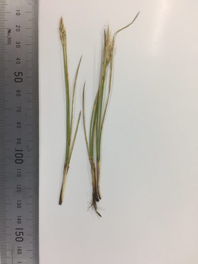 Carex muelleri, photographed by Matt Scott
