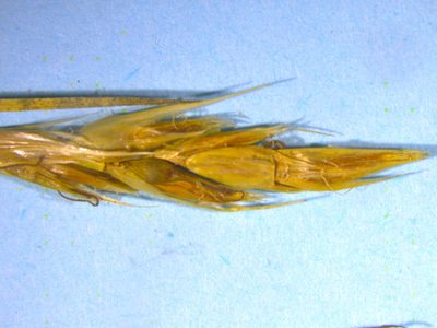 Carex muelleri, photographed by Matt Scott
