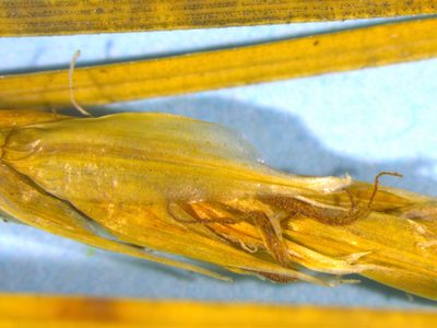 Carex muelleri, photographed by Matt Scott
