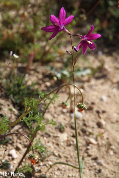 Ixia ramulosa, photographed by lallen