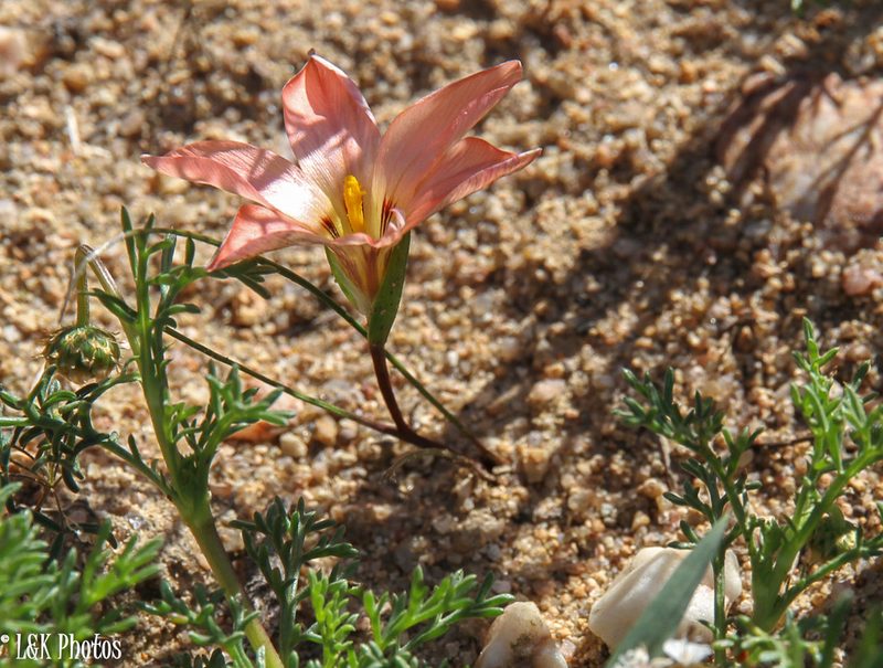 Romulea namaquensis, photographed by lallen