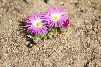 Cleretum hestermalense, photographed by lallen