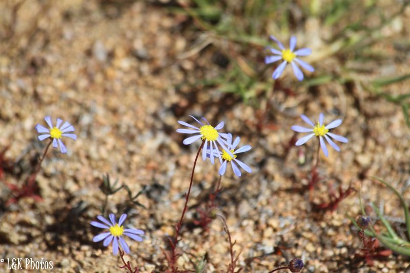 Felicia australis, photographed by lallen