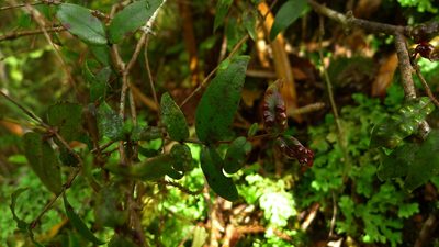 Metrosideros parkinsonii, photographed by Sarah Richardson