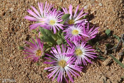 Cleretum hestermalense, photographed by lallen