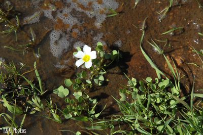 Oxalis dregei, photographed by lallen