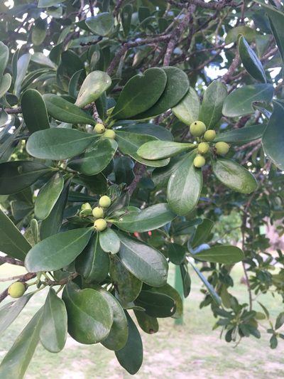 Canella winterana, photographed by eamonccorbett