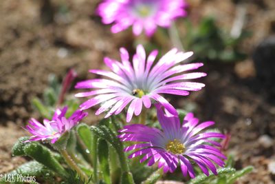 Cleretum hestermalense, photographed by lallen