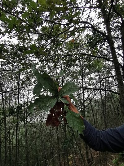 Quercus rysophylla, photographed by Adriana Nelly Correa Sandoval