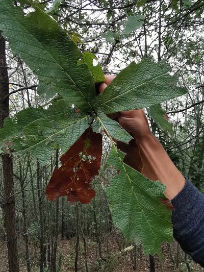 Quercus rysophylla, photographed by Adriana Nelly Correa Sandoval