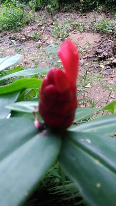 Costus spiralis, photographed by Márcia Martins