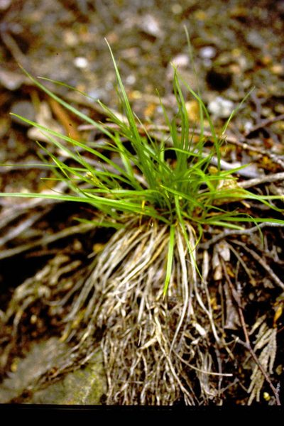 Carex rossii, photographed by Allan Harris