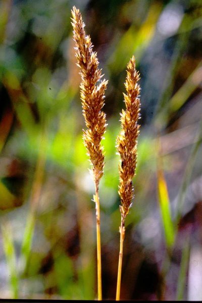 Calamagrostis stricta, photographed by Allan Harris