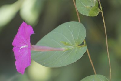 Ipomoea dumosa, photographed by Juan Cruzado Cortés
