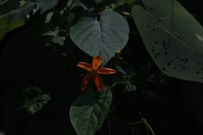 Hidalgoa ternata, photographed by Juan Cruzado Cortés