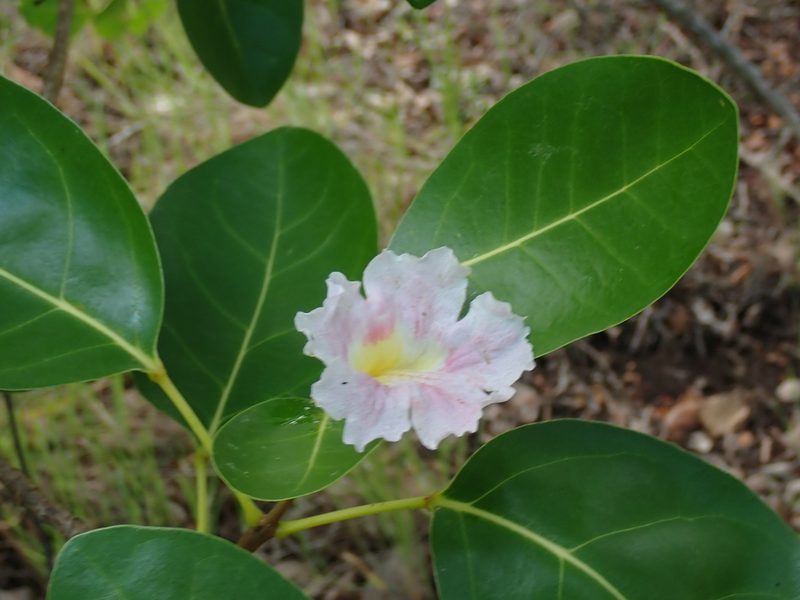 Tabebuia pallida, photographed by Don Loarie