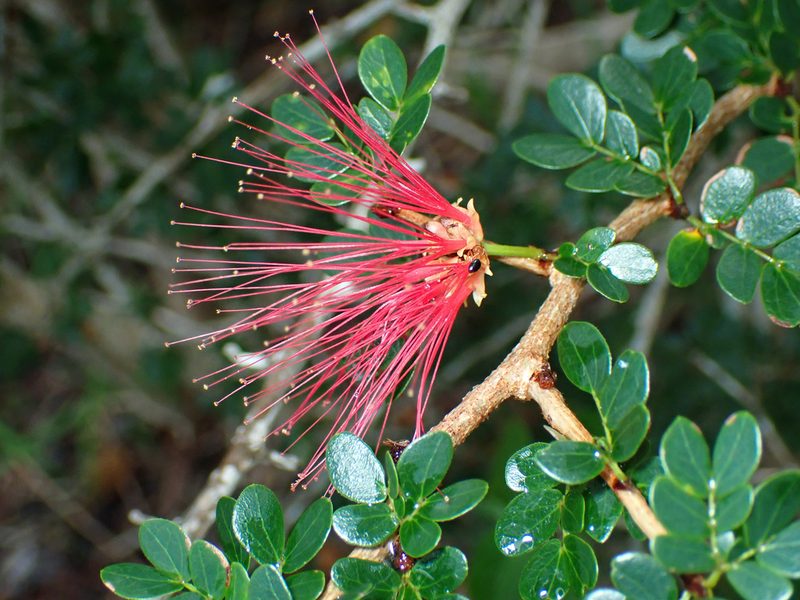 Calliandra purpurea, photographed by Don Loarie