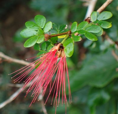 Calliandra purpurea, photographed by Don Loarie