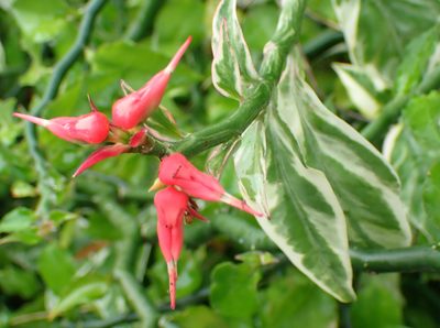 Euphorbia tithymaloides, photographed by Don Loarie
