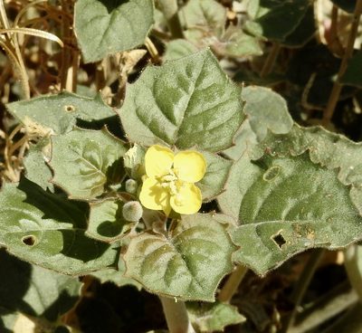 Chylismia cardiophylla, photographed by Diana