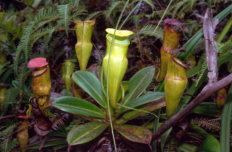 Nepenthes pervillei, photographed by Tuoichen