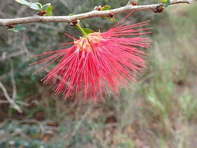 Calliandra purpurea, photographed by Don Loarie