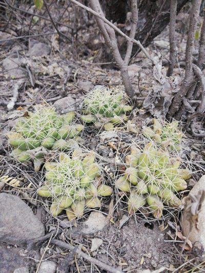 Mammillaria longimamma, photographed by Sandino Guerrero