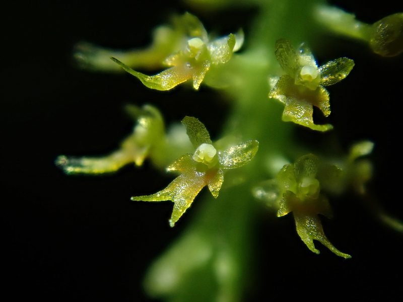 Oberonia anthropophora, photographed by Nolan Exe