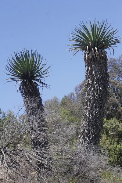 Furcraea longaeva, photographed by Juan Cruzado Cortés