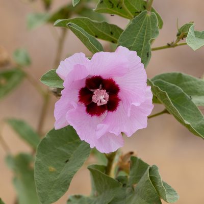 Gossypium australe, photographed by Kym Nicolson