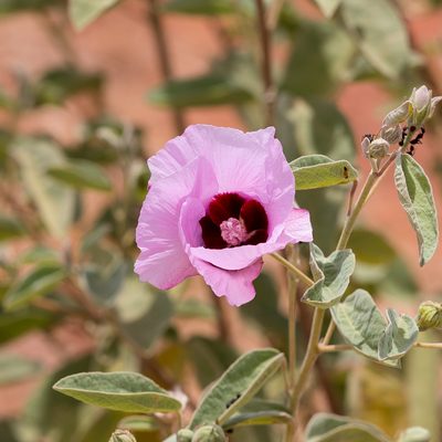 Gossypium australe, photographed by Kym Nicolson