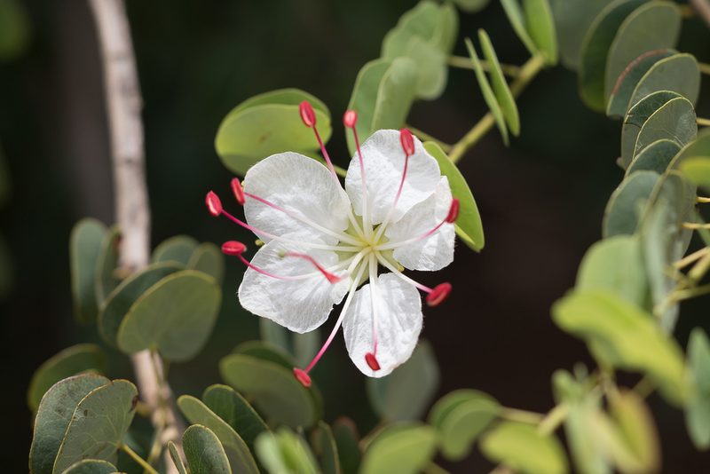 Lysiphyllum hookeri, photographed by Kym Nicolson