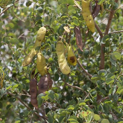 Lysiphyllum hookeri, photographed by Kym Nicolson