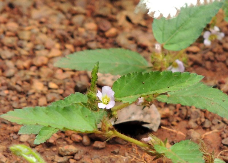 Melochia melissifolia, photographed by Vijay Barve