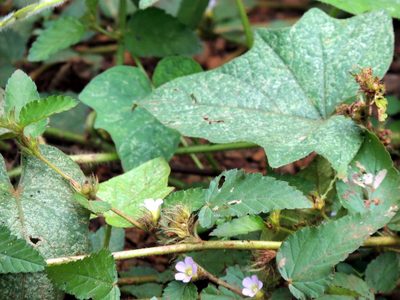 Melochia melissifolia, photographed by Vijay Barve