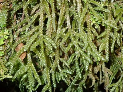 Weymouthia cochlearifolia, photographed by John Steel