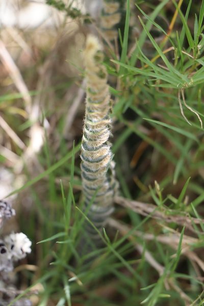 Pleopeltis lepidopteris, photographed by Florencia Grattarola