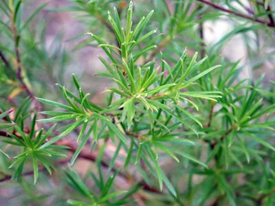 Kunzea linearis, photographed by Peter de Lange