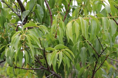 Tripodanthus acutifolius, photographed by Florencia Grattarola