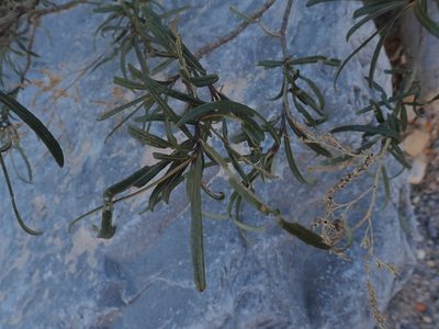 Eriodictyon angustifolium, photographed by Mitch Van Dyke