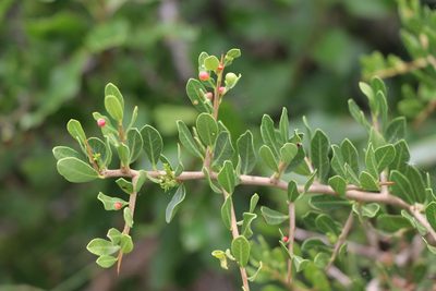 Schinus engleri, photographed by Florencia Grattarola