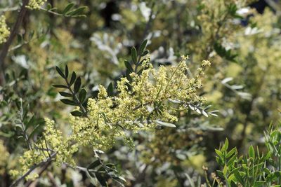 Schinus lentiscifolia, photographed by Florencia Grattarola