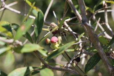 Berberis laurina, photographed by Florencia Grattarola