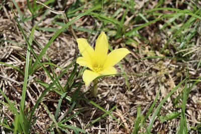 Zephyranthes americana, photographed by Florencia Grattarola