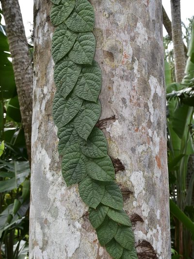 Ficus villosa, photographed by Nasser Halaweh