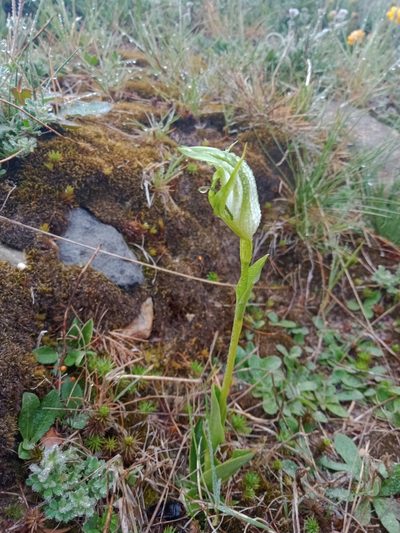 Pterostylis monticola, photographed by Nina Kerr